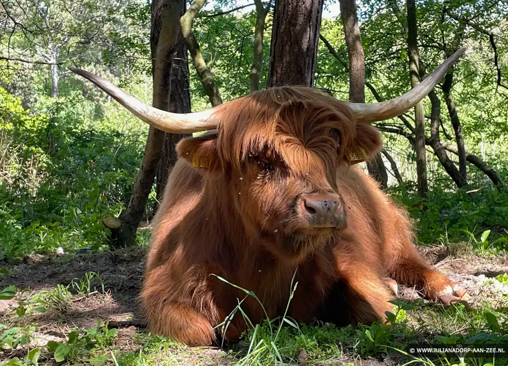 Schotse Hooglander in het bos bij de Donkere Duinen