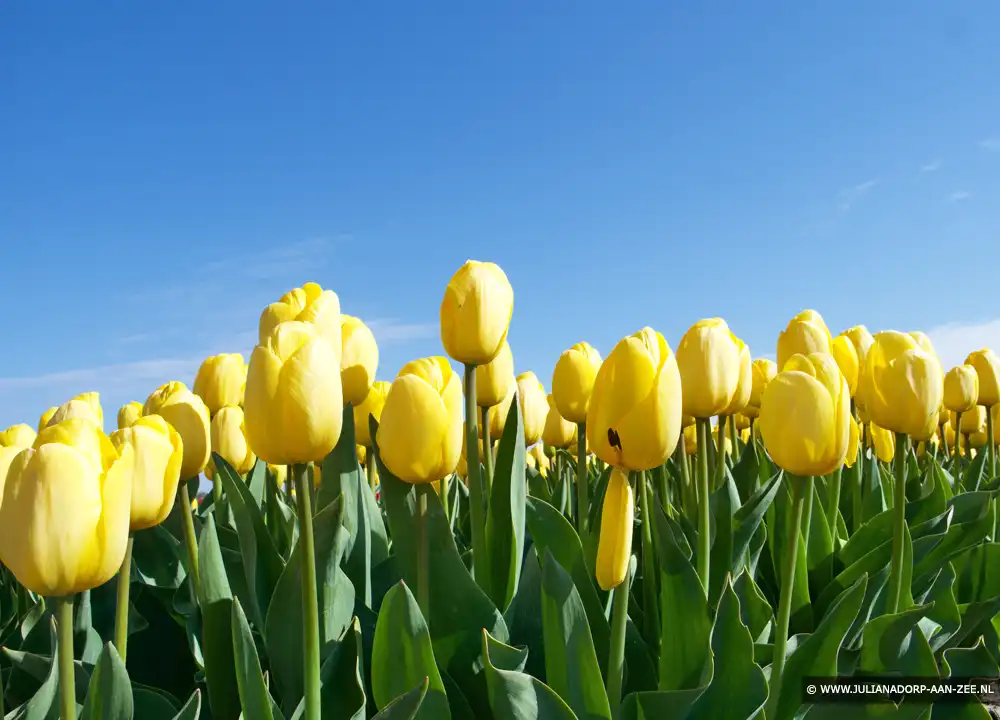 Tulpen Julianadorp aan Zee