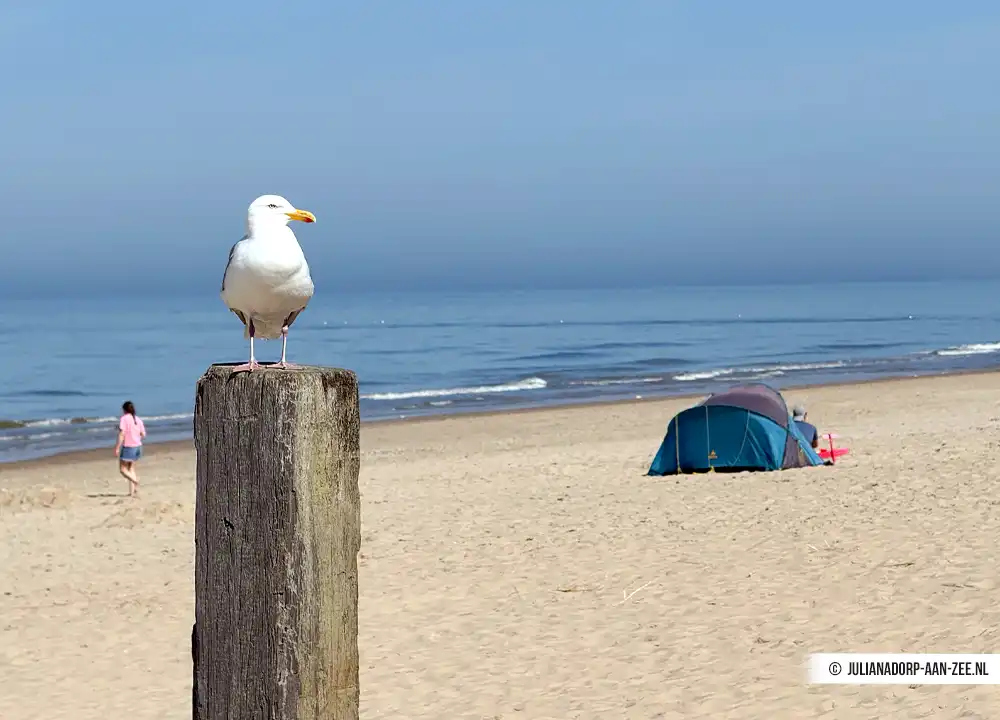 Meeuw op strand van Julianadorp aan Zee
